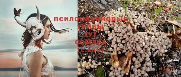 прущие грибы Магас