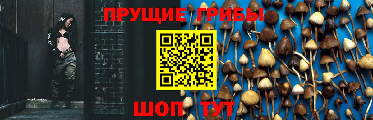 Псилоцибиновые грибы Cubensis Абакан